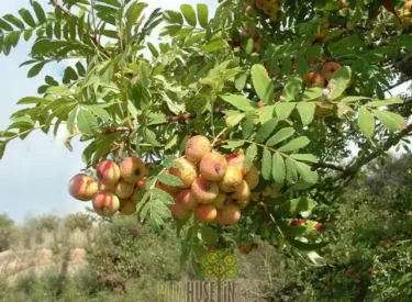 Yaprakli ağaçlar