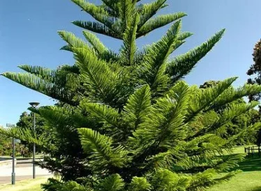Araucaria Excelsa