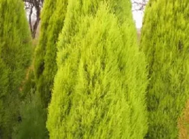 Cupressus Macrocarpa
