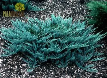Juniperus Horizantalis