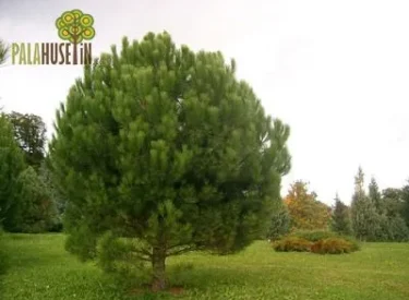 Pinus Pinea