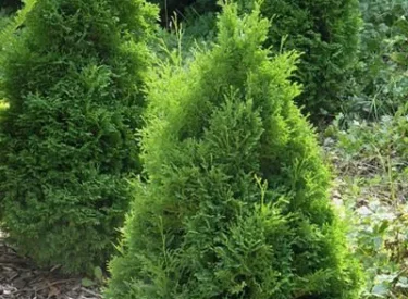 Thuja Orientalis