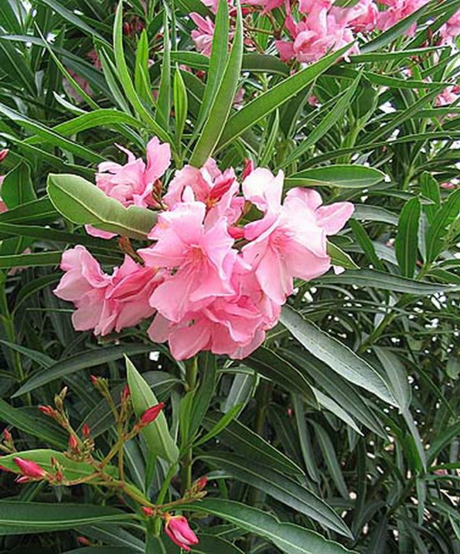 zakkum nerium oleander